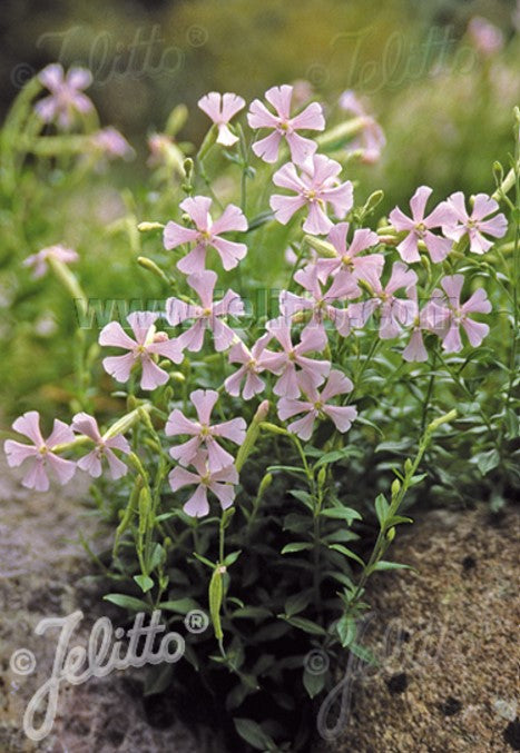 Silene schafta 'Shell Pink' - kákasusholurt