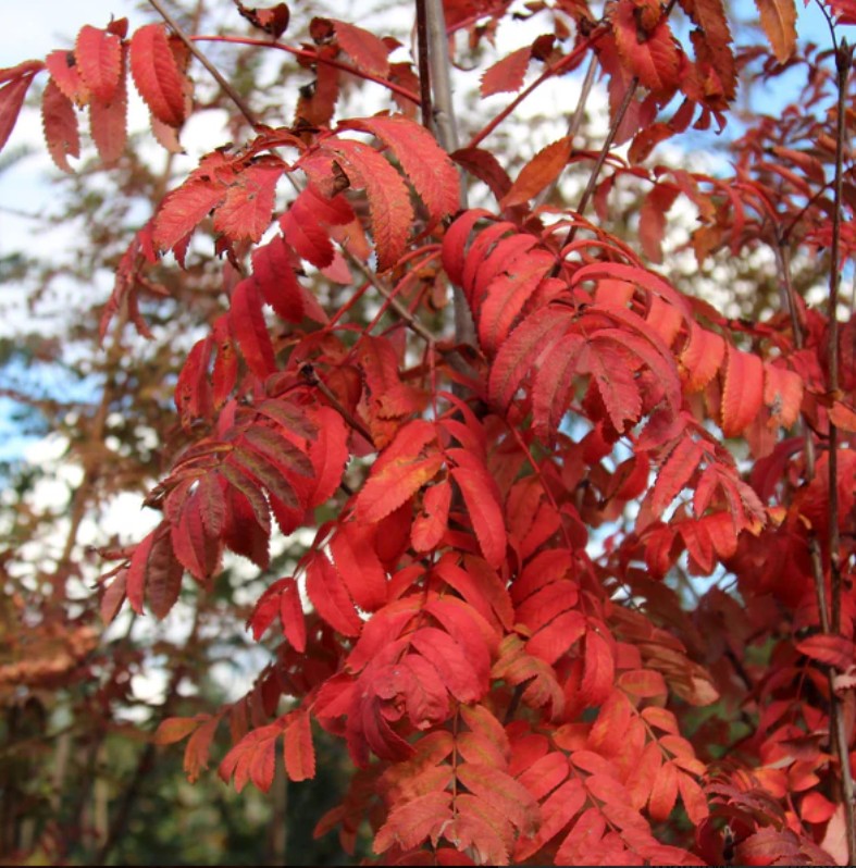 Sorbus aucuparia 'Fingerprint' - ilmreynir