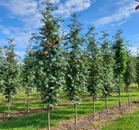 Sorbus aucuparia 'Fingerprint' - ilmreynir