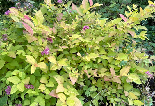 Spiraea japonica 'Golden Princess' - japanskvistur