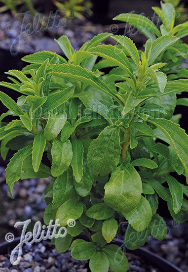 Stevia rebaudiana - sykurlauf