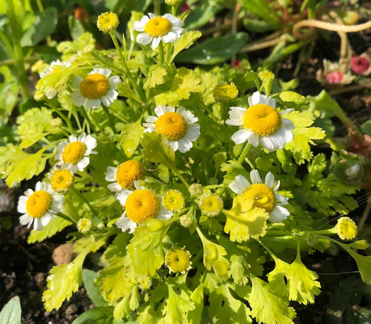 Tanacetum parthenium 'Golden Moss' - glitbrá