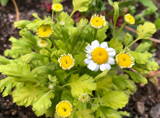 Tanacetum parthenium 'Golden Moss' - glitbrá