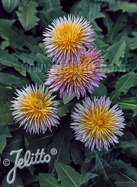 Taraxacum pseudoroseum - rósafífill
