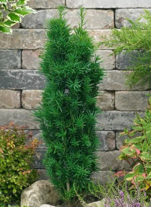Taxus baccata 'Fastigiata Robusta' - ýviður