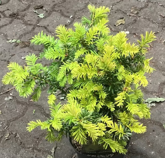 Taxus baccata 'Goldstrike' - ýviður