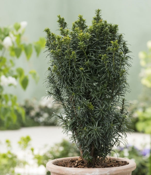 Taxus baccata 'Schwarzgrün' - ýviður