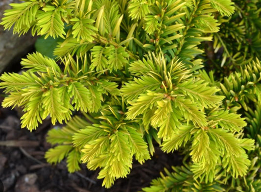 Taxus baccata 'Semperaurea' - ýviður