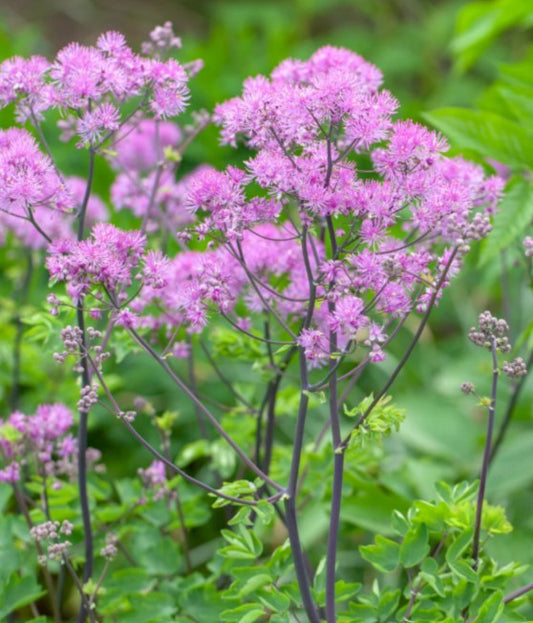 Thalictrum aquilegiifolium 'Black Stockings' - freyjugras