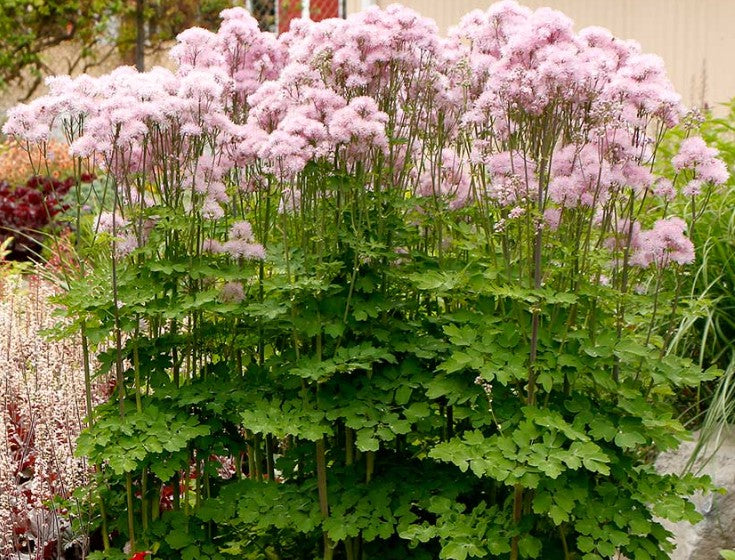 Thalictrum aquilegiifolium 'NIMBUS™ Pink' - freyjugras