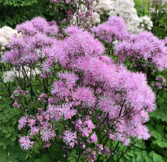 Thalictrum aquilegiifolium 'NIMBUS™ Pink' - freyjugras