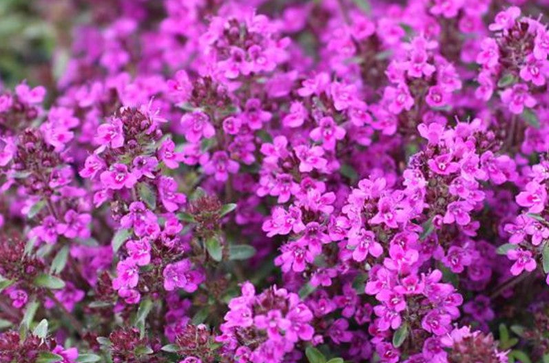 Thymus praecox 'Purple Beauty' - eðalblóðberg