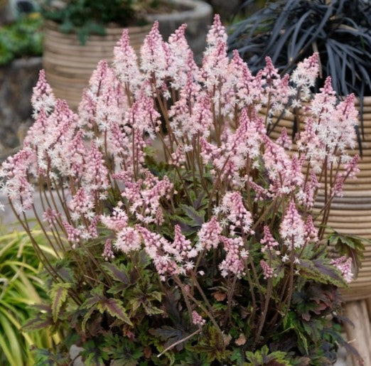 Tiarella 'Angel Wings' - löðurblóm