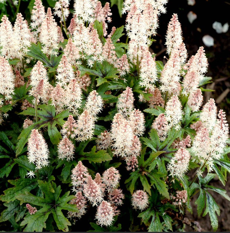 Tiarella 'Pink Skyrocket' - löðurblóm