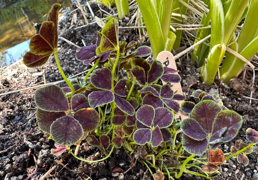 Trifolium repens 'Pentaphyllum' - hvítsmári