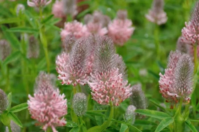 Trifolium rubens 'Peach Pink' - purpurasmári