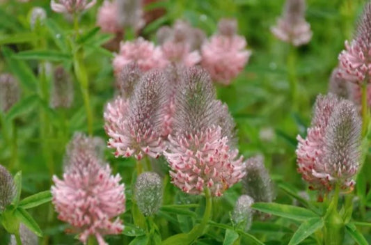 Trifolium rubens 'Peach Pink' - purpurasmári