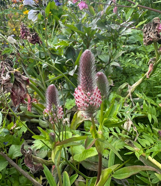 Trifolium rubens 'Peach Pink' - purpurasmári