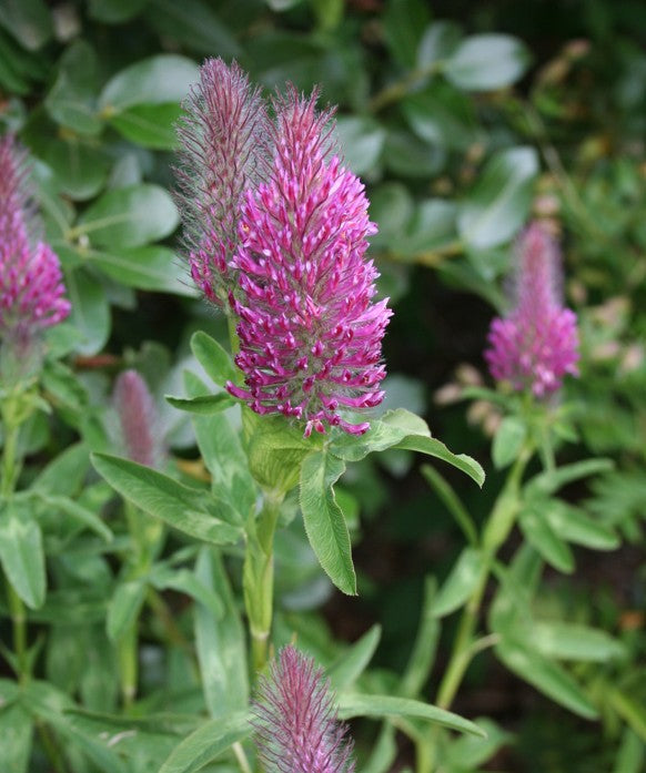 Trifolium rubens - purpurasmári