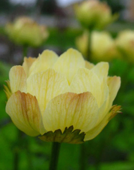 Trollius x cultorum 'Alabaster' - garðagullhnappur