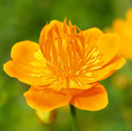 Trollius chinensis 'Golden Queen' - kínagullhnappur