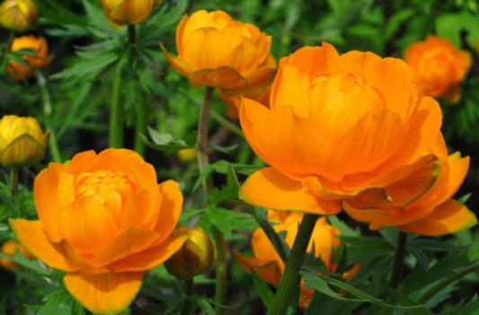 Trollius x cultorum 'Etna' - garðagullhnappur