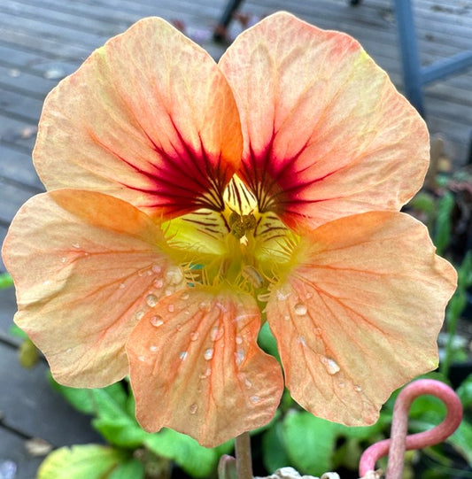 Tropaeolum 'Gleam Salmon' - skjaldflétta