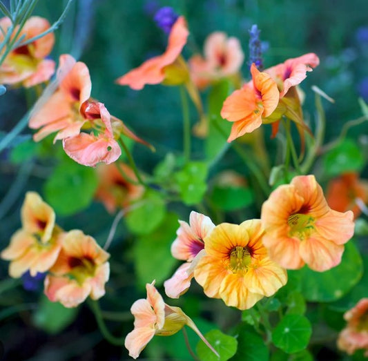 Tropaeolum 'Gleam Salmon' - skjaldflétta