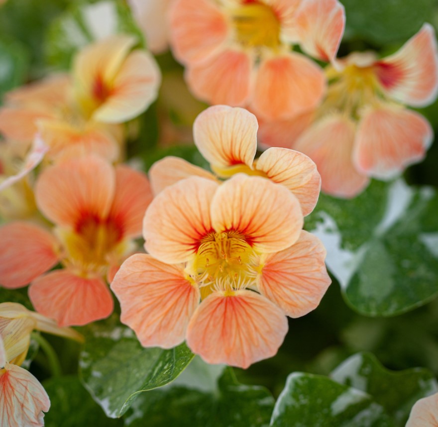 Tropaeolum 'Tip Top Alaska Salmon' - skjaldflétta