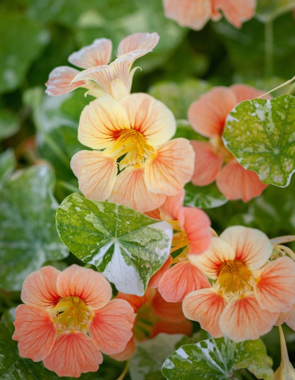 Tropaeolum 'Tip Top Alaska Salmon' - skjaldflétta