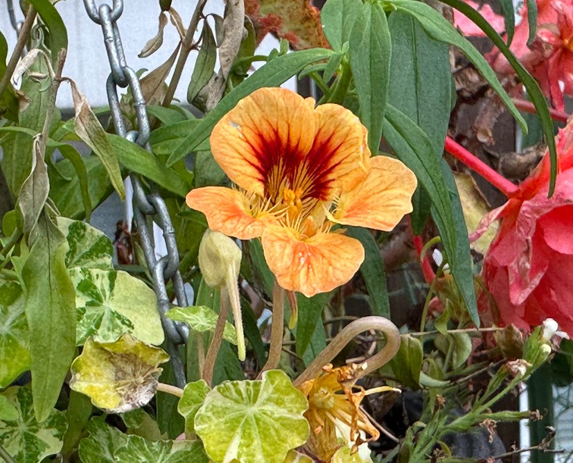 Tropaeolum 'Tip Top Alaska Salmon' - skjaldflétta