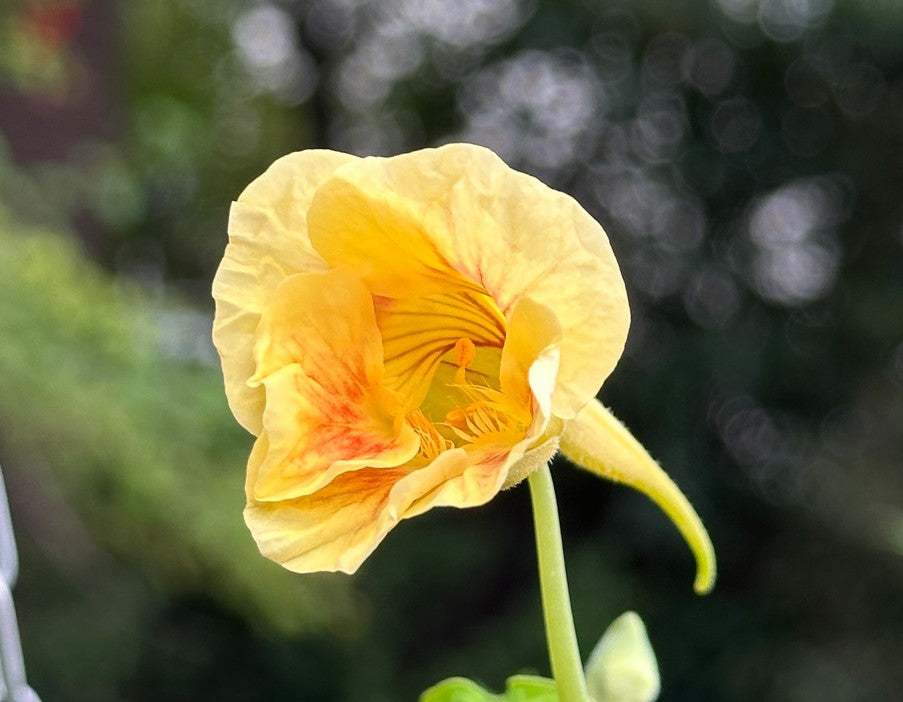 Tropaeolum 'Tip Top Pink Blush' - skjaldflétta