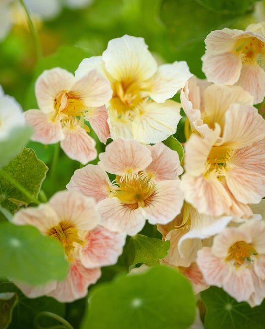 Tropaeolum 'Tip Top Pink Blush' - skjaldflétta