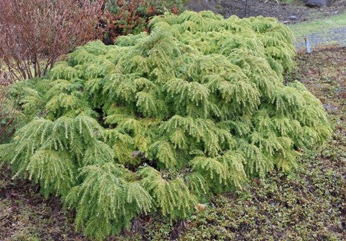 Tsuga canadensis 'Jeddeloh' - skógarþöll