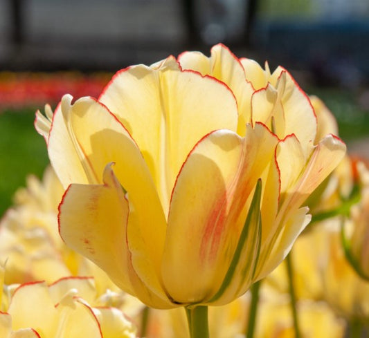Tulipa 'Akebono' - túlipani