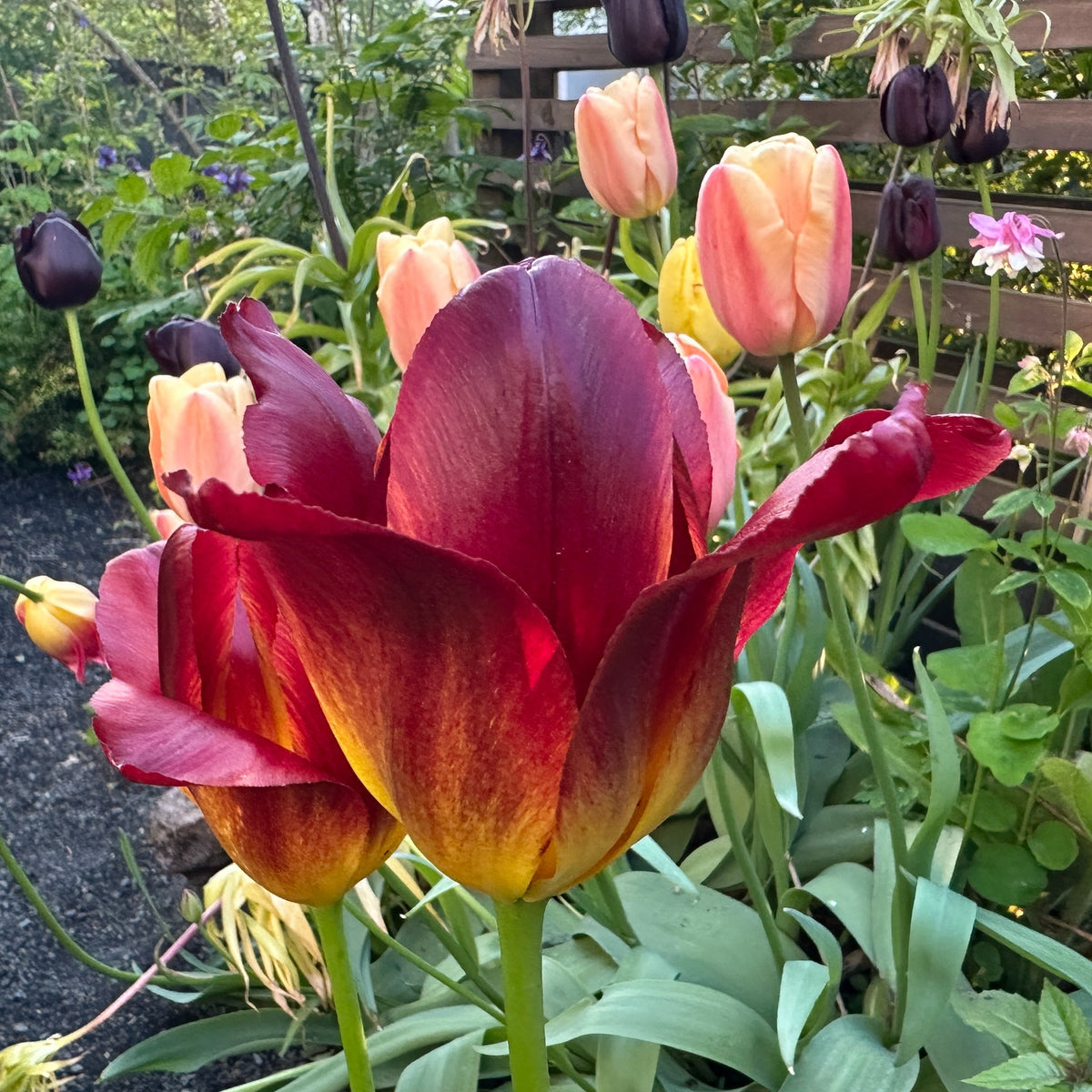 Tulipa 'Amber Glow' - túlipani