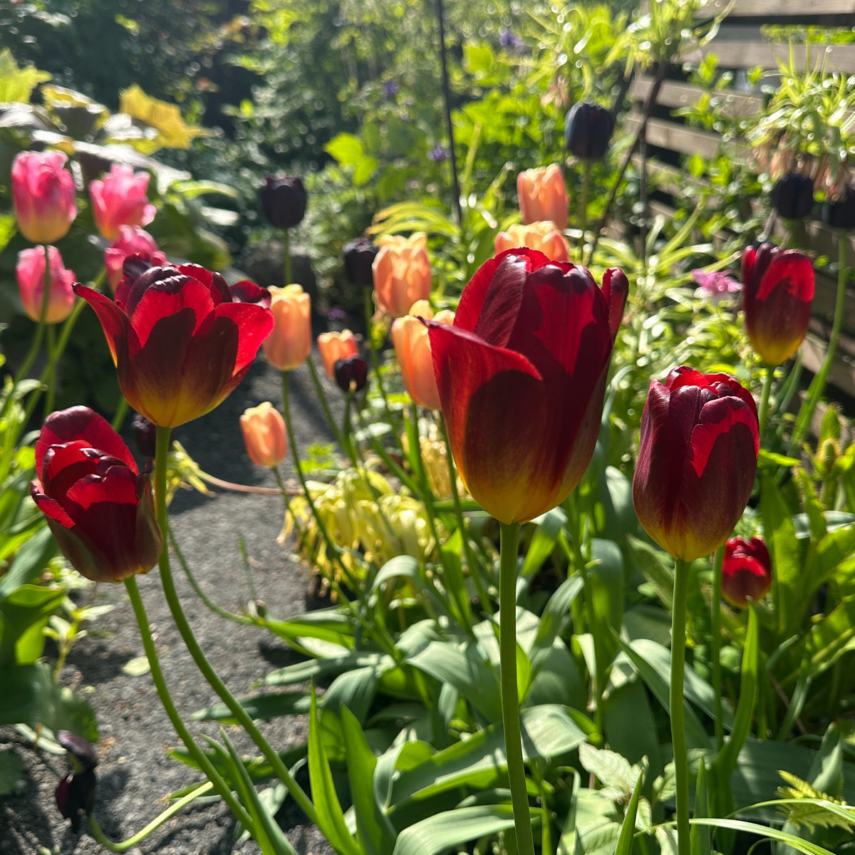 Tulipa 'Amber Glow' - túlipani