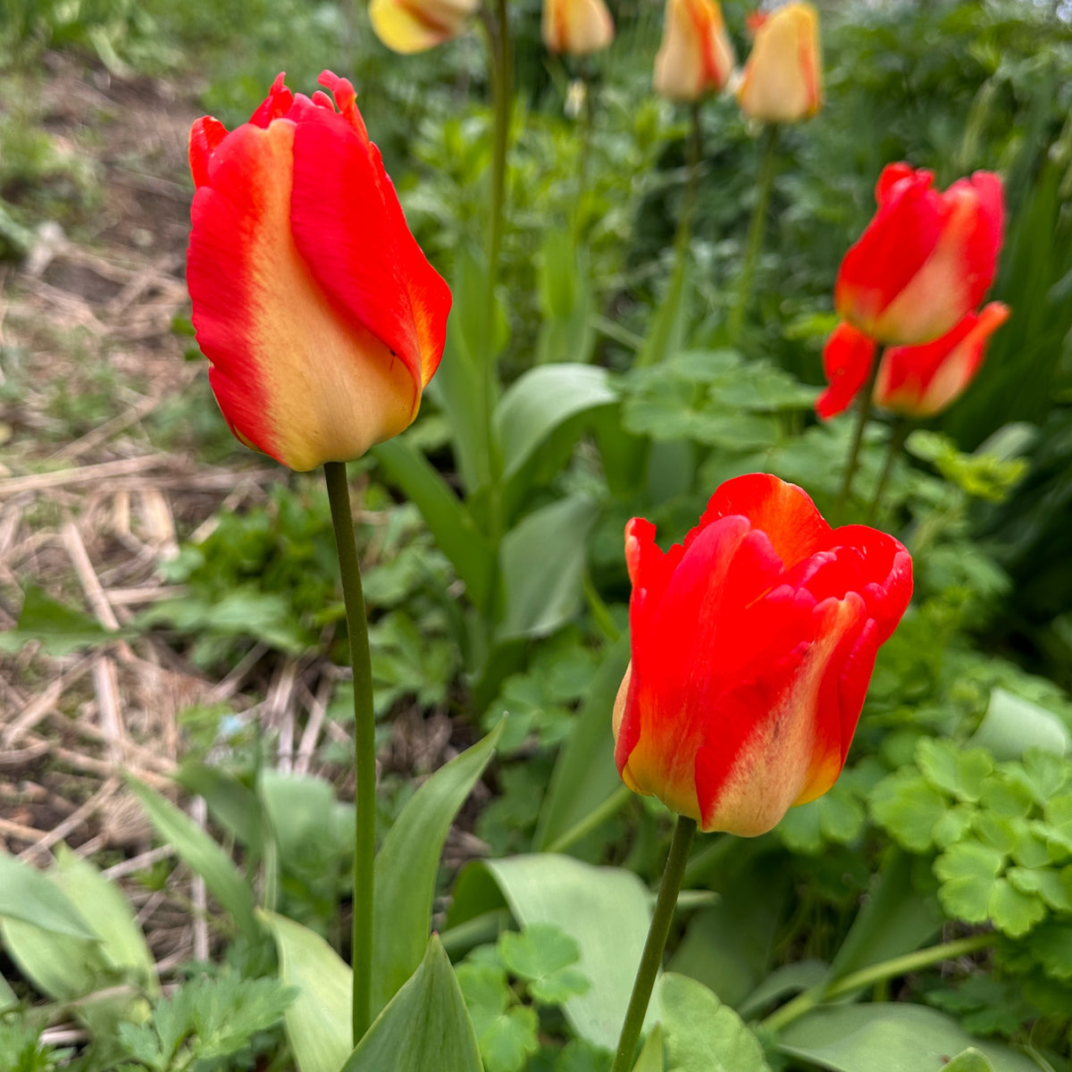 Tulipa 'American Dream'® - túlipani
