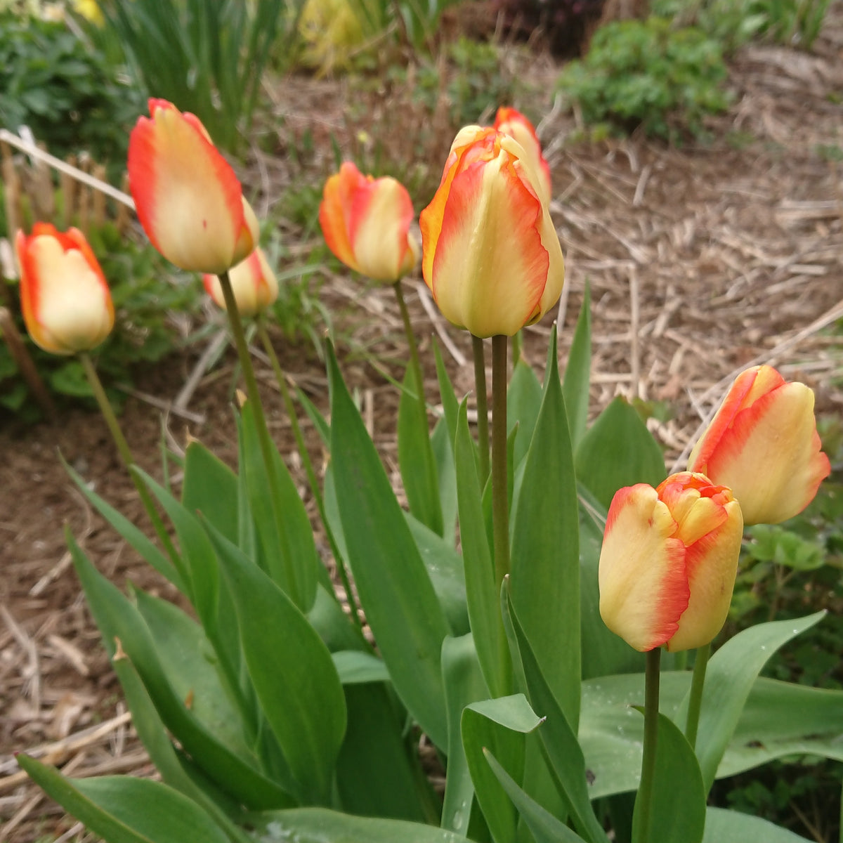 Tulipa 'American Dream'® - túlipani