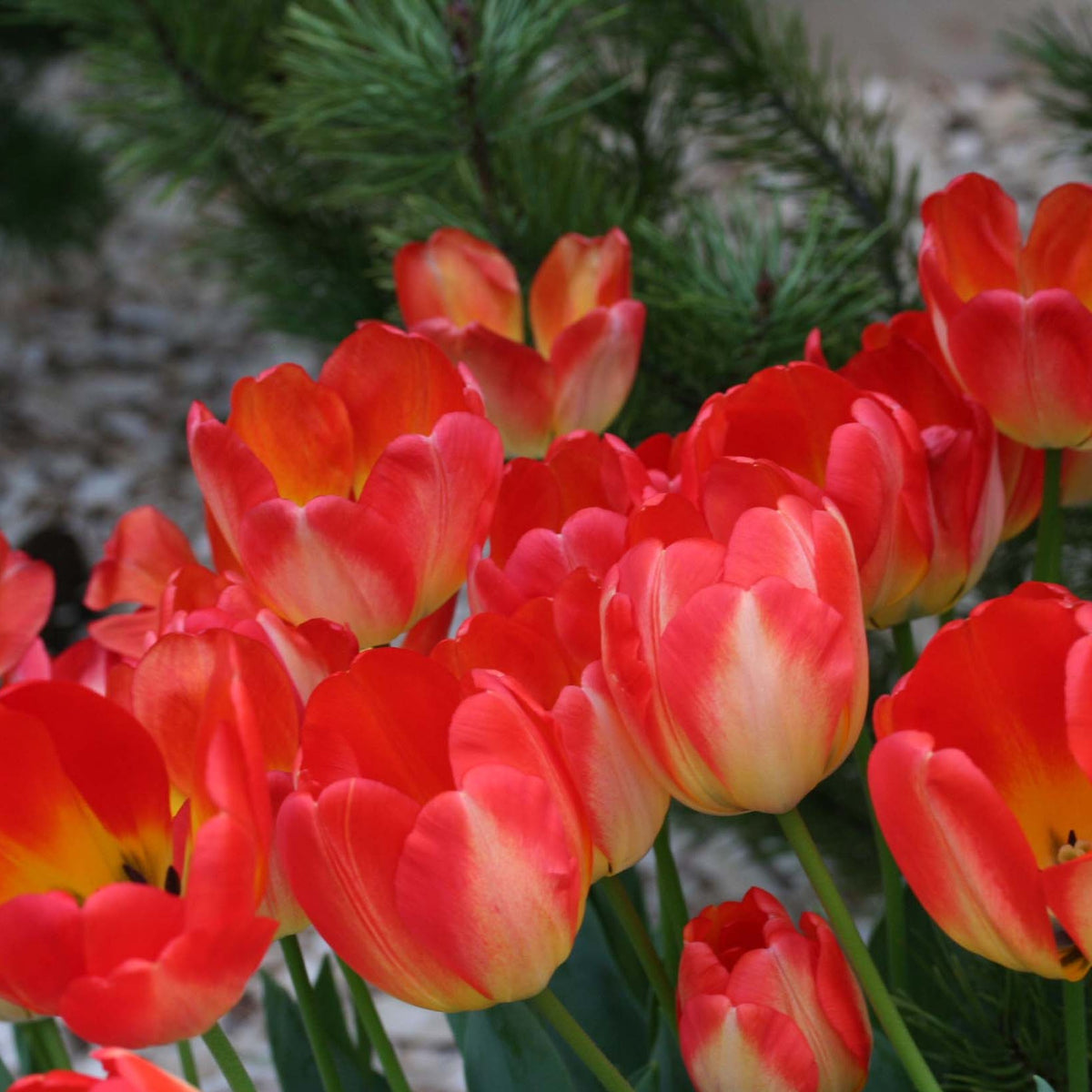 Tulipa 'American Dream'® - túlipani