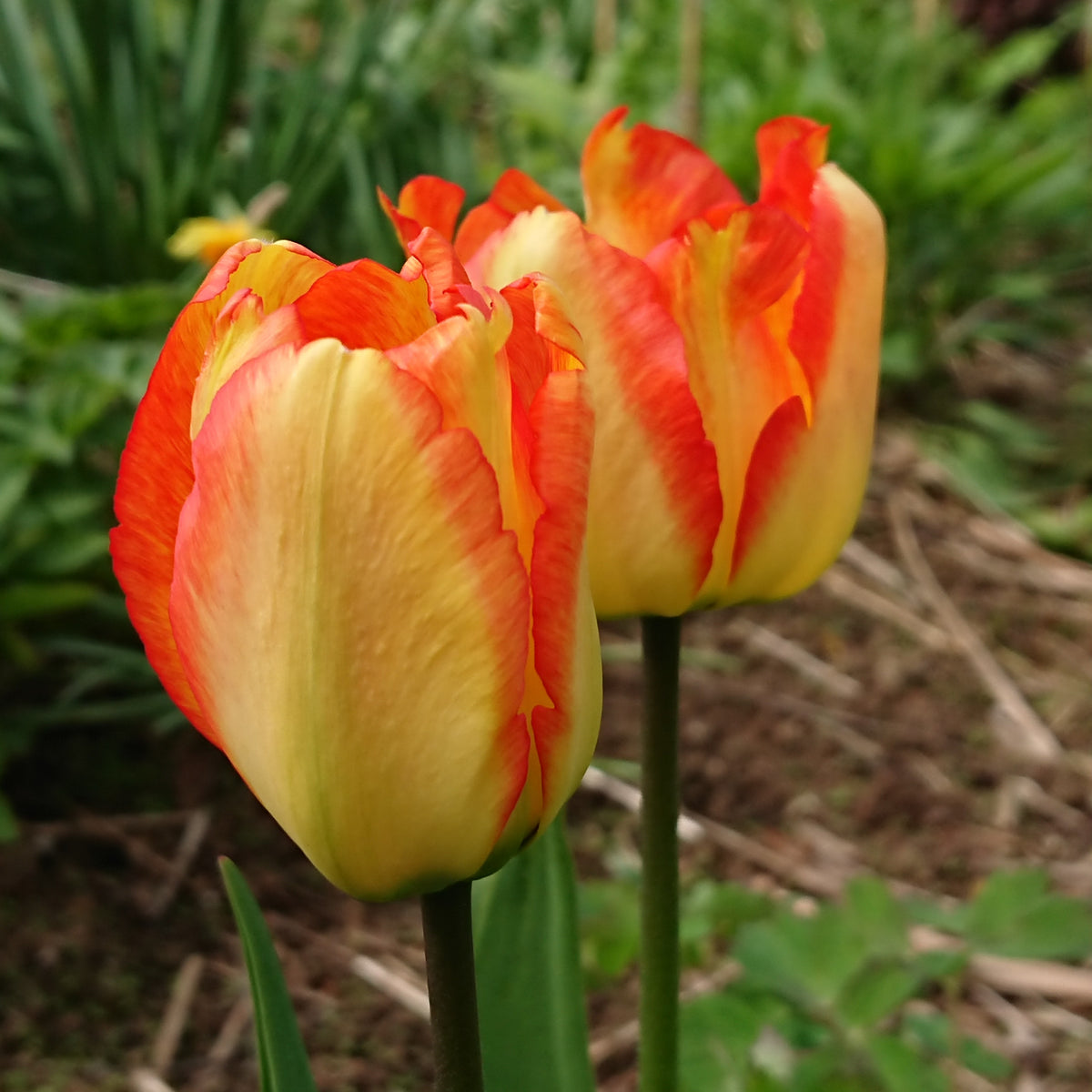 Tulipa 'American Dream'® - túlipani