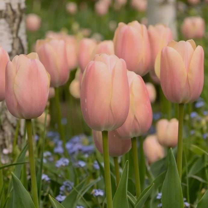 Tulipa 'Apricot Copex'® - túlipani