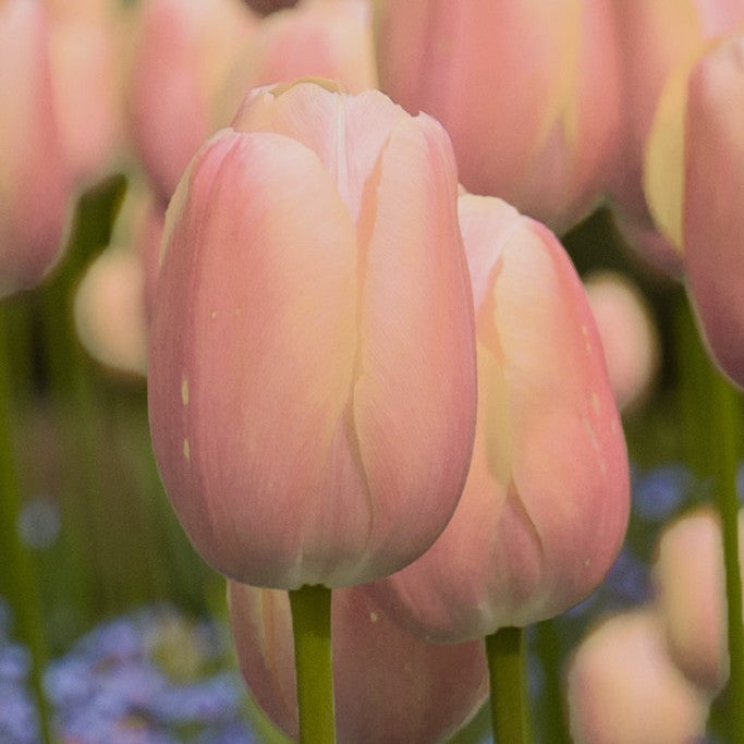 Tulipa 'Apricot Copex'® - túlipani