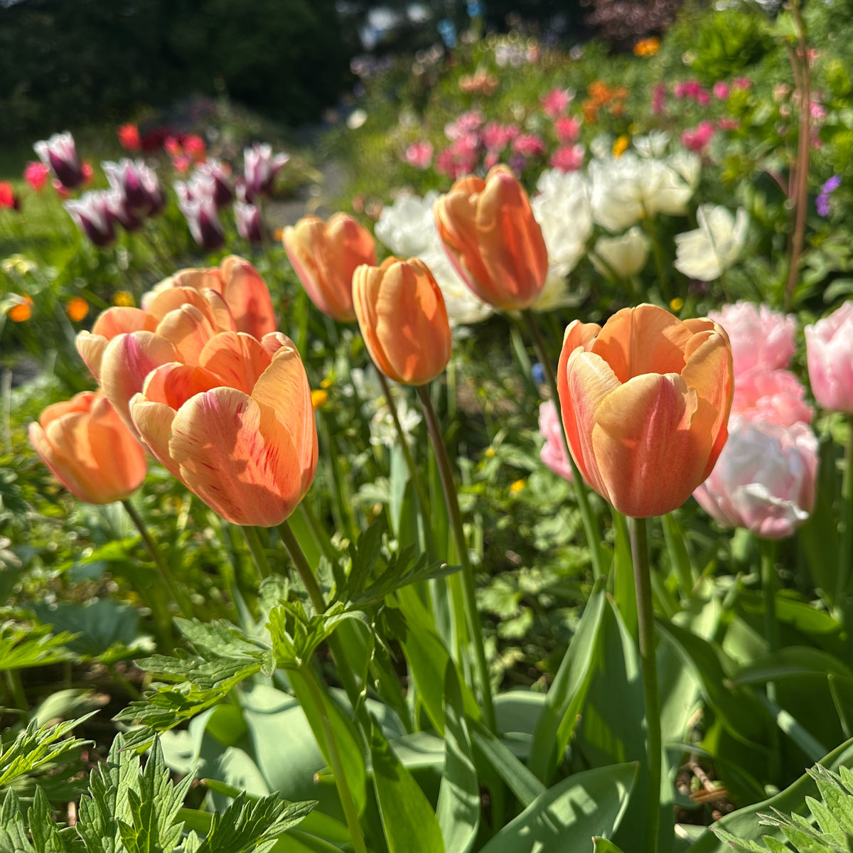 Tulipa 'Apricot Foxx'® - túlipani