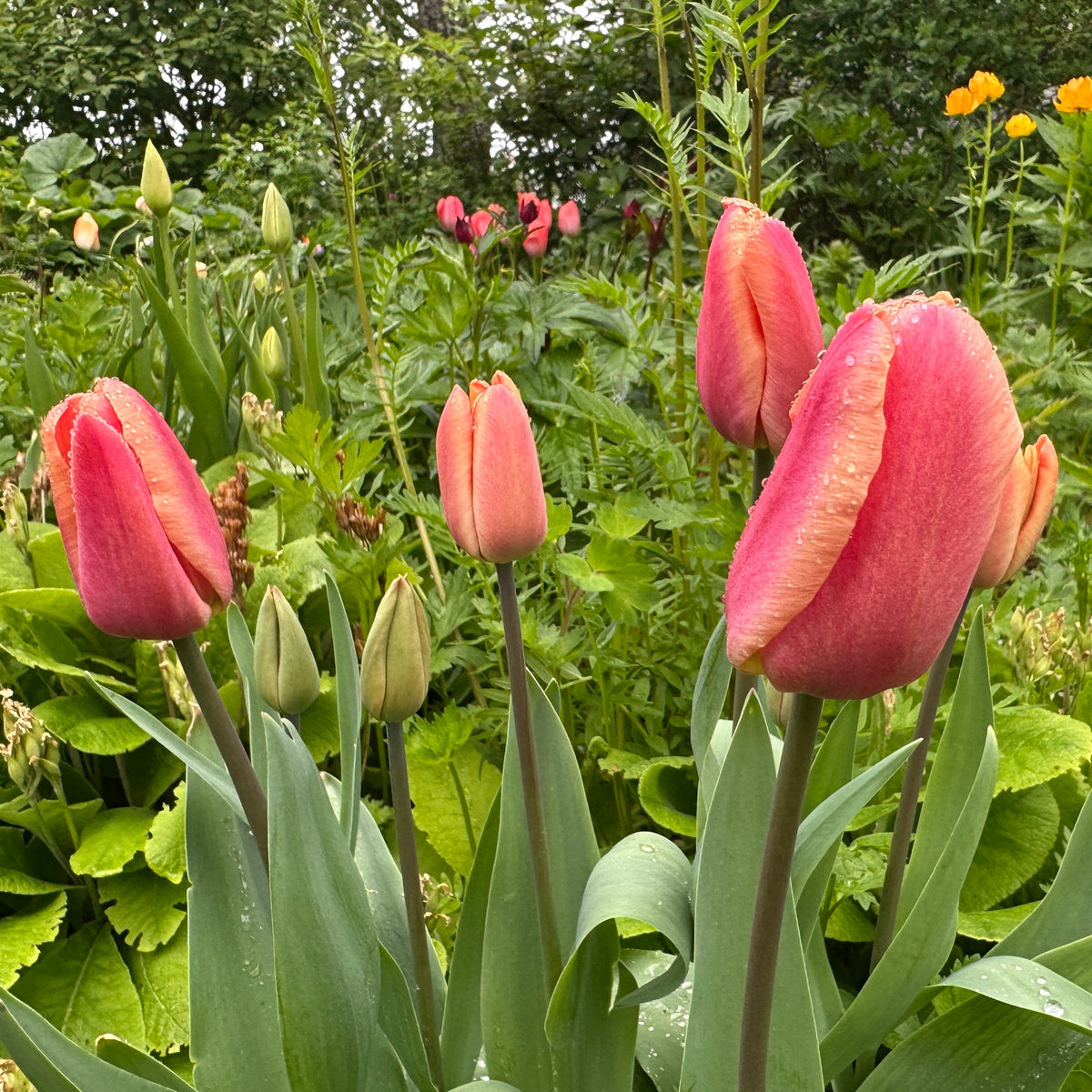 Tulipa 'Apricot Foxx'® - túlipani