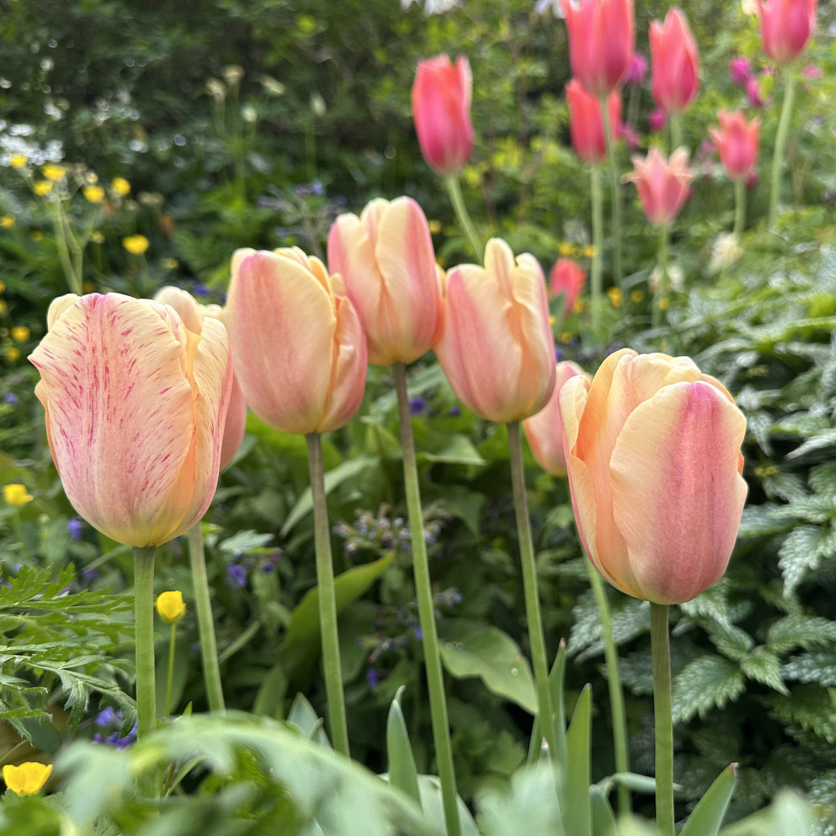 Tulipa 'Apricot Foxx'® - túlipani