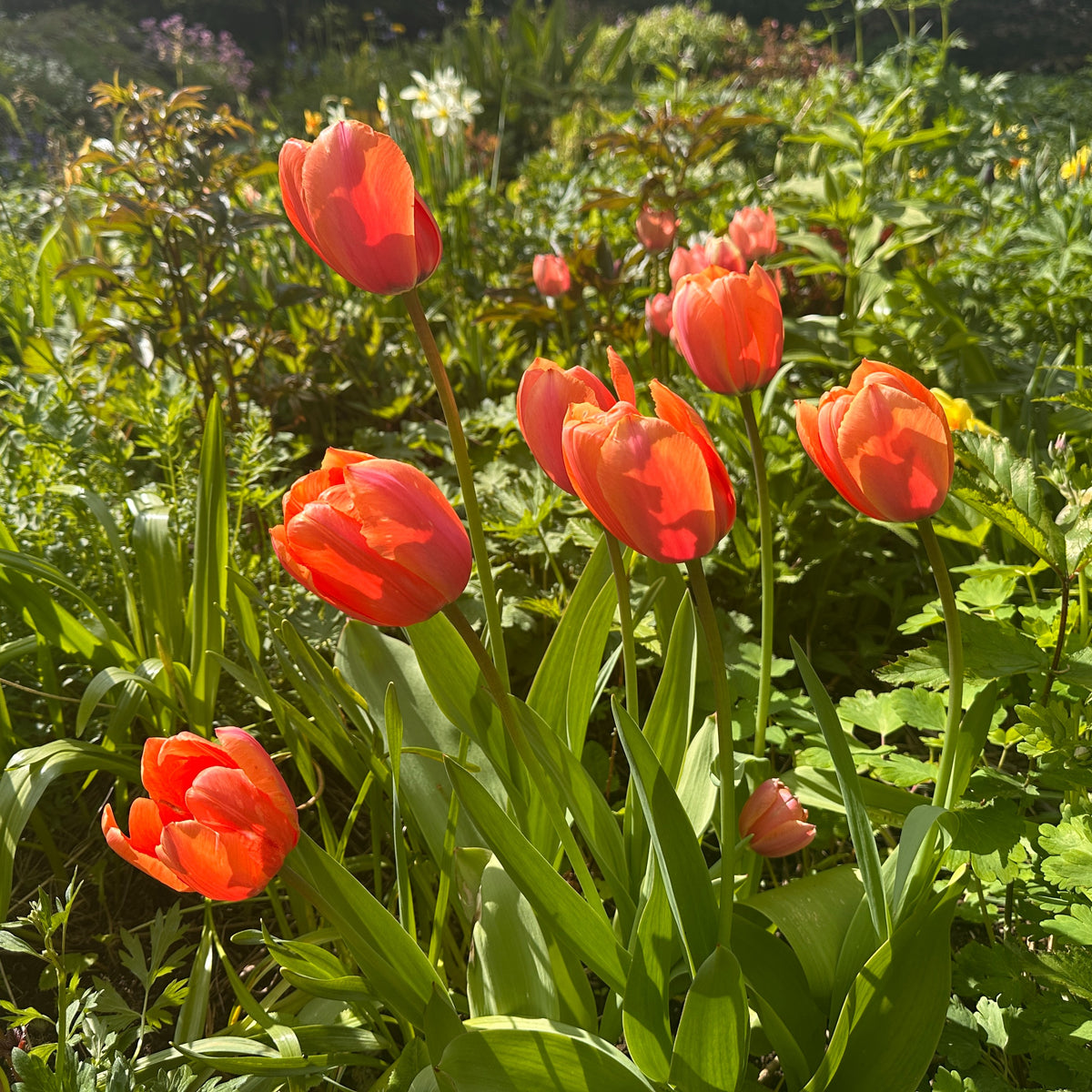 Tulipa 'Apricot Impression'® - túlipani