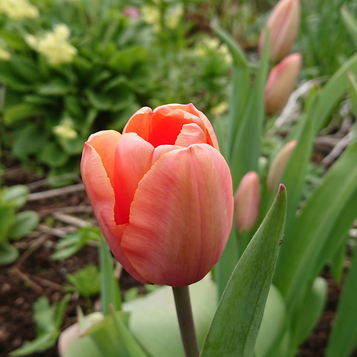 Tulipa 'Apricot Impression'® - túlipani