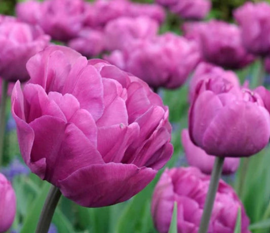 Tulipa 'Backpacker' - túlipani