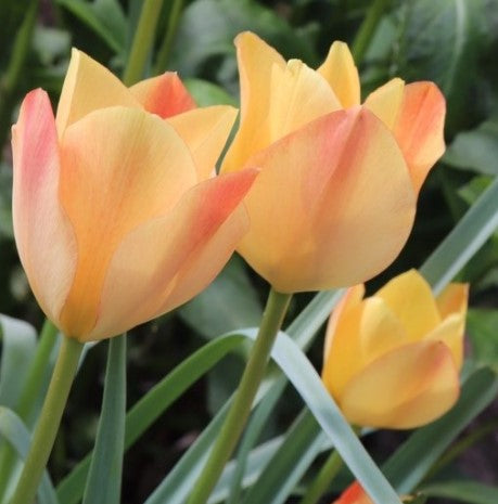 Tulipa linifolia 'Bronze Charm' - líntúlipani